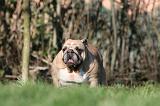 BULLDOG ANGLAIS 108
